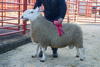 Champion NCC Park from Messrs Davies North Synton sold for £650